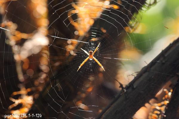 蜘 蛛 網 上 的 光 譜1.jpg
