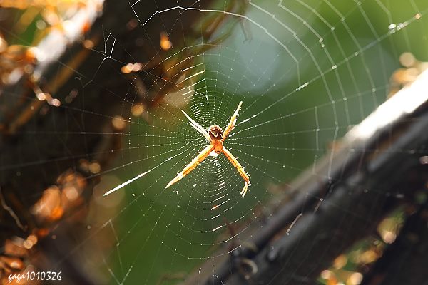 蜘 蛛 網 上 的 光 譜2.jpg