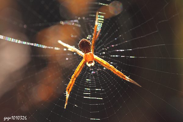 蜘 蛛 網 上 的 光 譜3.jpg