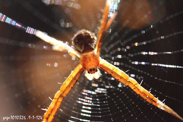 蜘 蛛 網 上 的 光 譜4.jpg