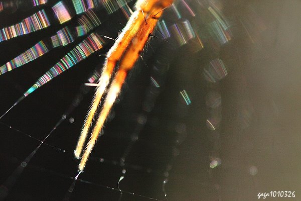 蜘 蛛 網 上 的 光 譜5.jpg