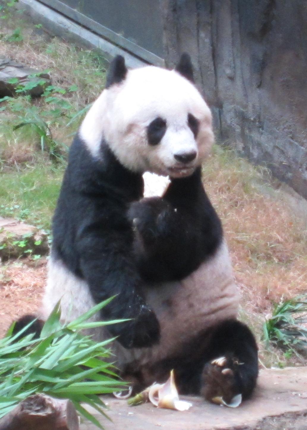2_Panda.JPG