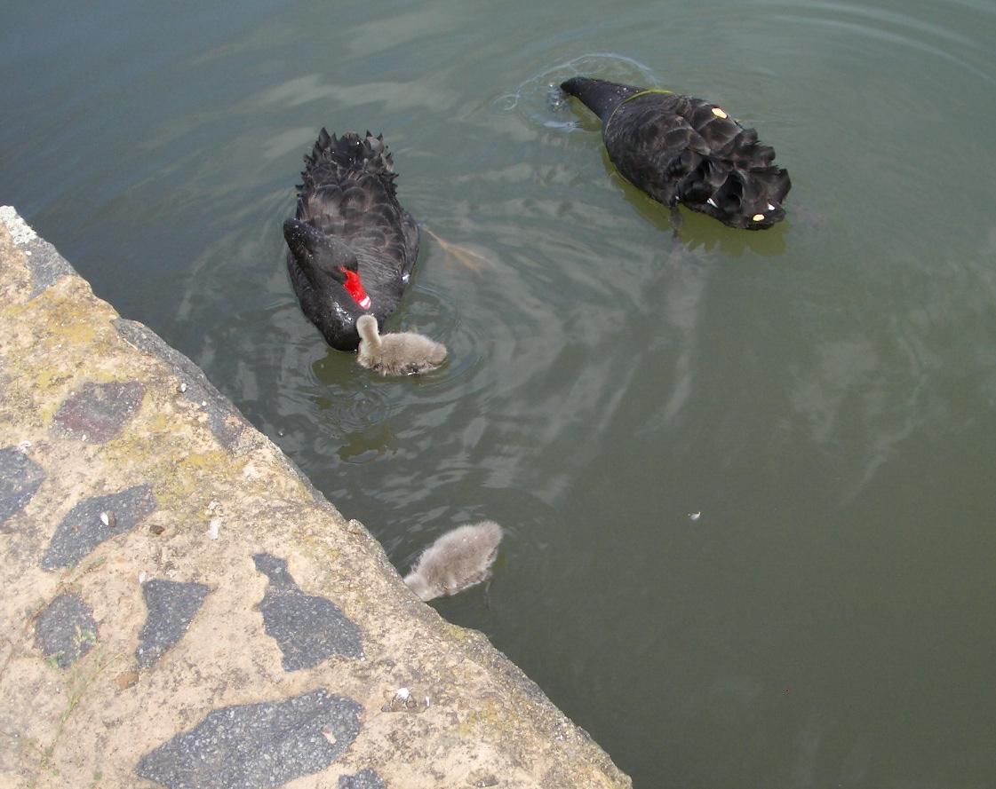 4_Swans.JPG
