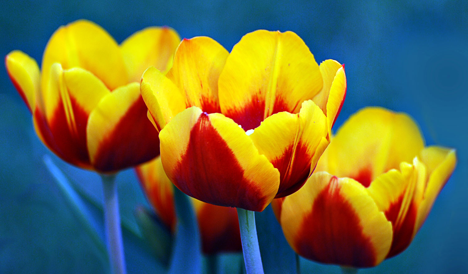 tulips.jpg