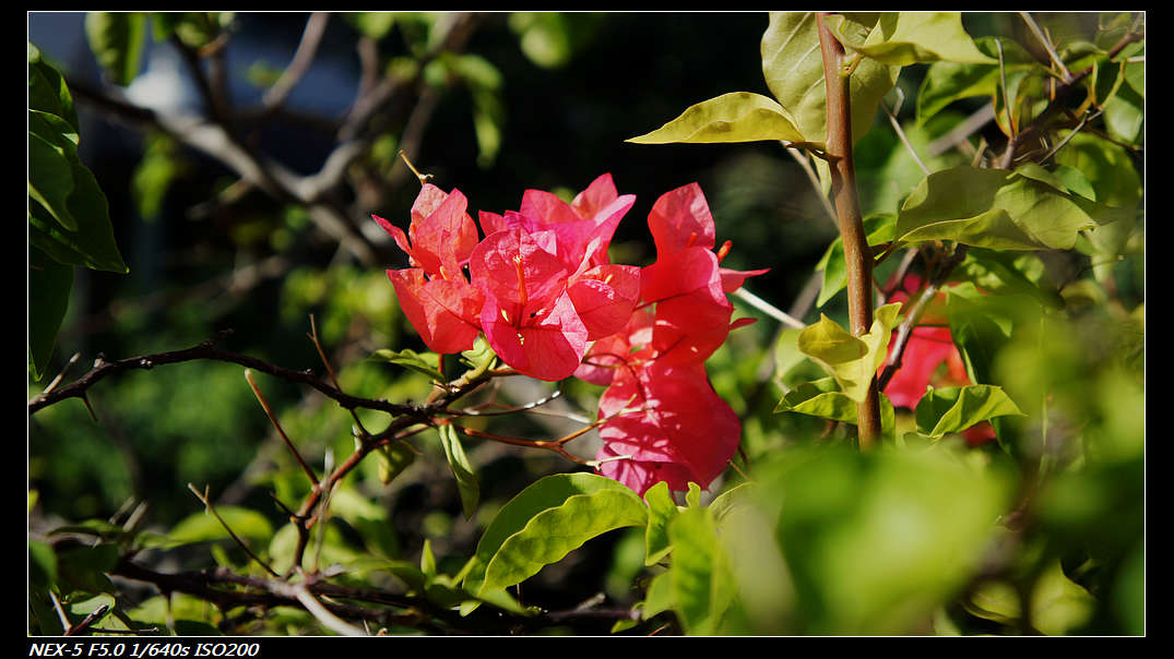 DSC04201.jpg