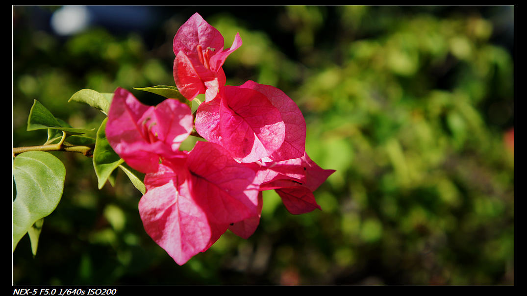 DSC04202.jpg