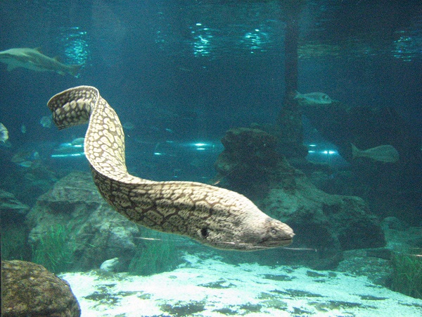 Anguilla anguilla.jpg