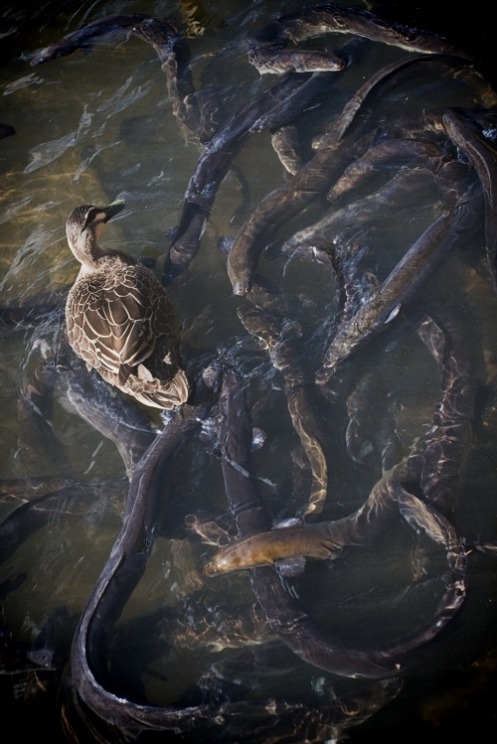 Anguilla australis.jpg