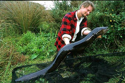 Anguilla australis2.jpg