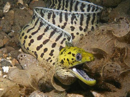 Anguilla bicolor Pacifica.jpg