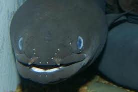 Anguilla dieffenbachi.jpg