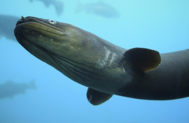 Anguilla dieffenbachi2.jpg