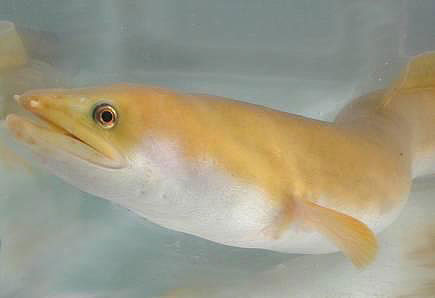 Anguilla mossambica.jpg