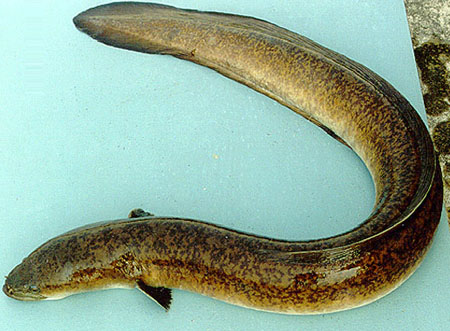 Anguilla mossambica2.jpg