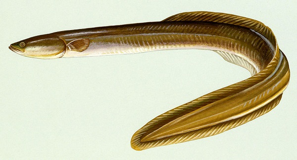 Anguilla rostrata2.jpg