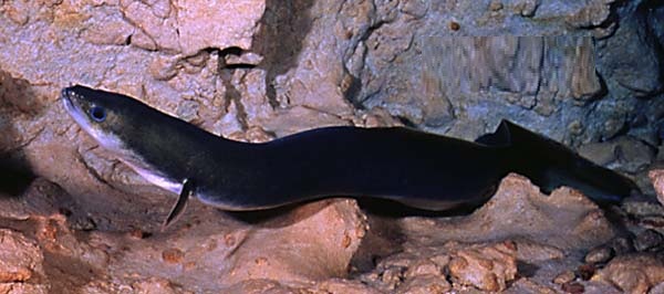 Anguilla rostrata3.jpg