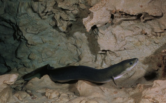 Anguilla rostrata4.jpg