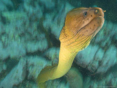 bernhard-tobias-yellow-moray-eel-poor-knights-marine-reserve-new-zealand.jpg