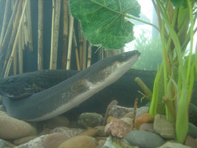 Eel Regulations Image.jpg