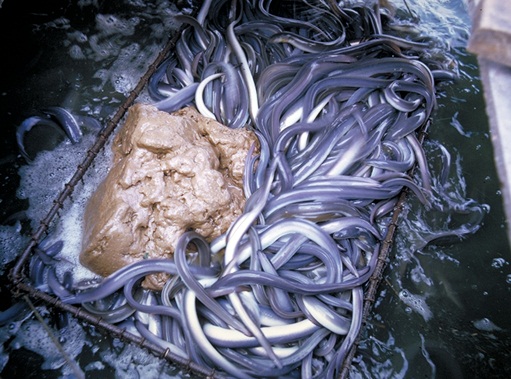 Anguilla japonica2.jpg