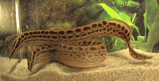 spiny eel.gif