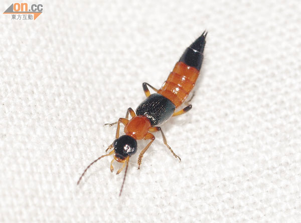 顏色鮮艷，身體紅黑相間
