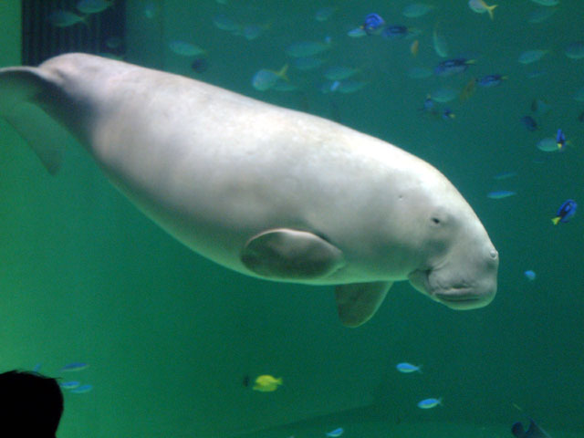 dugong.jpg