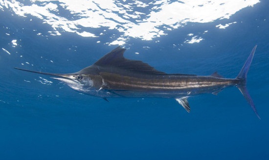 大西洋旗魚.jpg