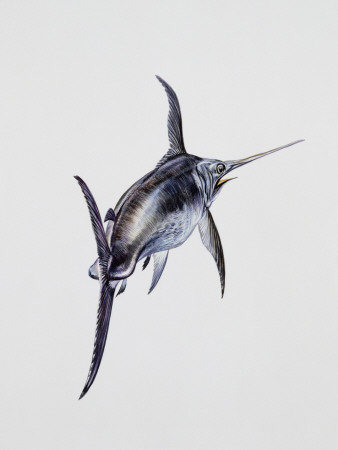 劍魚 (劍旗魚).jpg