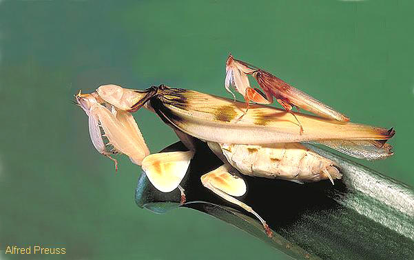 Hymenopus_coronatus04.jpg