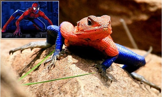 姆萬扎平頭飛龍蜥蜴 (Mwanza Flat Headed Agama lizard) 1.jpg