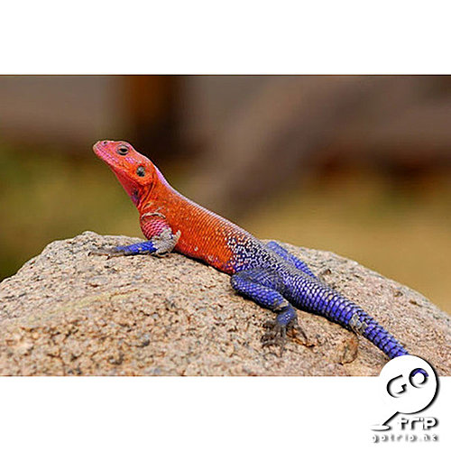 姆萬扎平頭飛龍蜥蜴 (Mwanza Flat Headed Agama lizard) 3.jpg