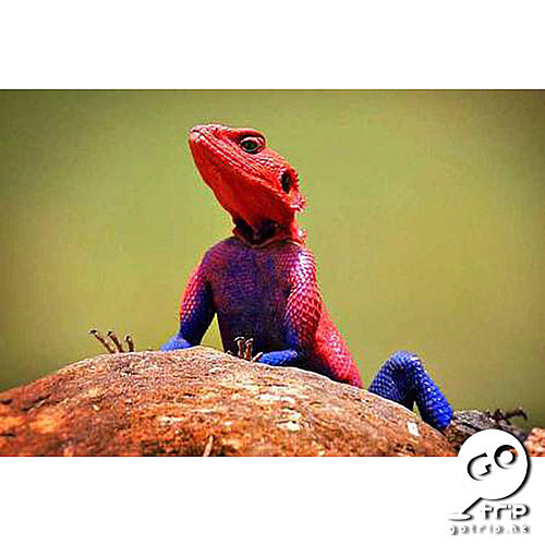 姆萬扎平頭飛龍蜥蜴 (Mwanza Flat Headed Agama lizard) 2.jpg