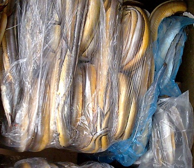 大批黃鱔準備運走