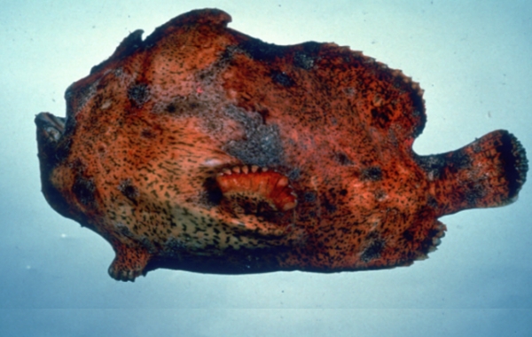 躄魚康氏躄魚 (4).jpg