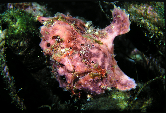 躄魚康氏躄魚 (3).jpg