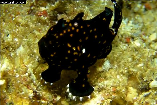 躄魚康氏躄魚 5.jpg