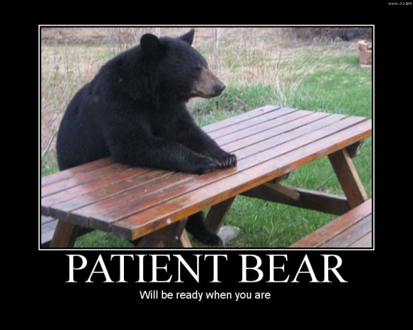 funny-animal-pictures-patient-bear-picnic-bench.jpg