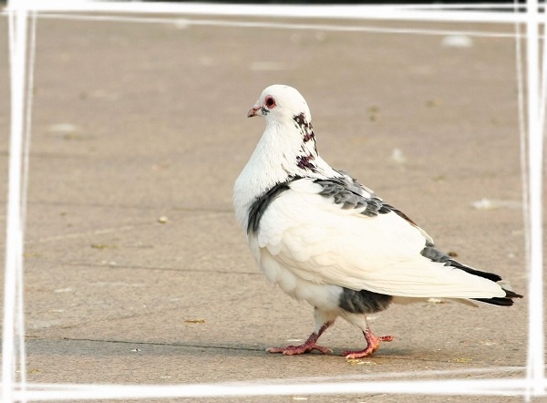 白鴿18.jpg