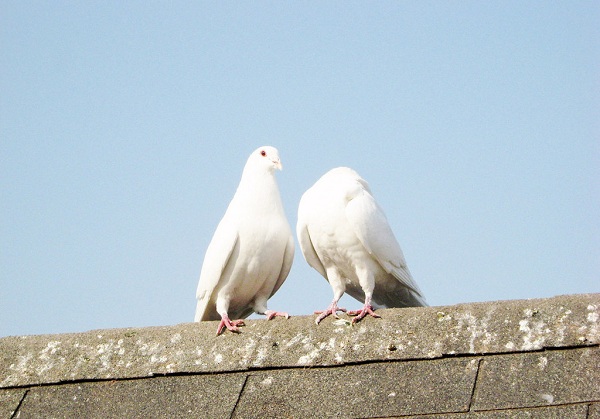 白鴿4.jpg