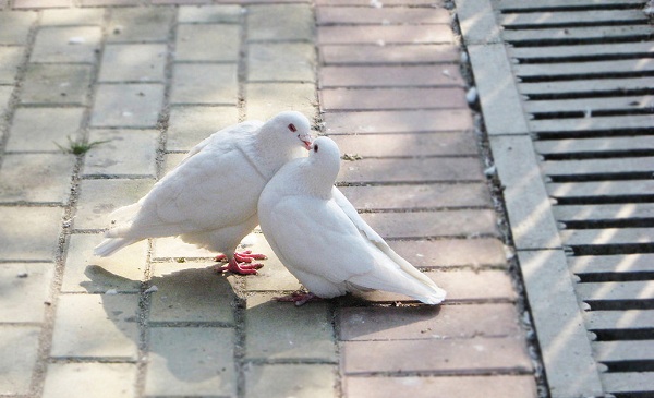 白鴿6.jpg