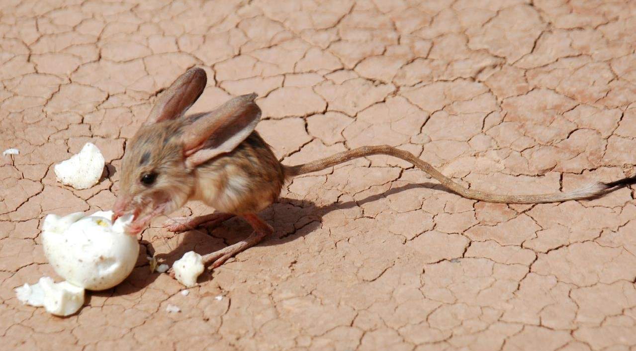 沙漠跳鼠屬.jpg