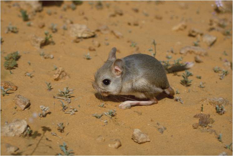 非洲跳鼠屬.jpg