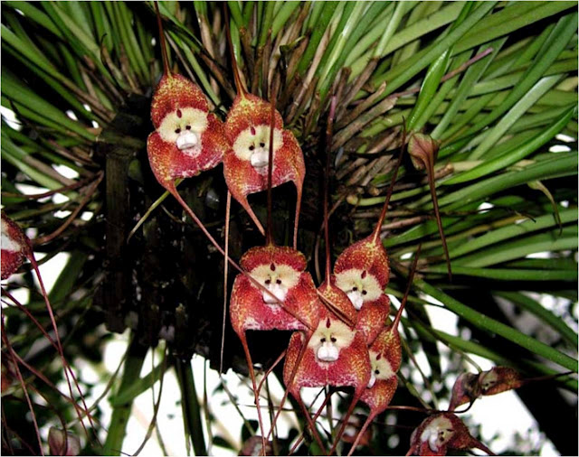 monkey orchid .jpg