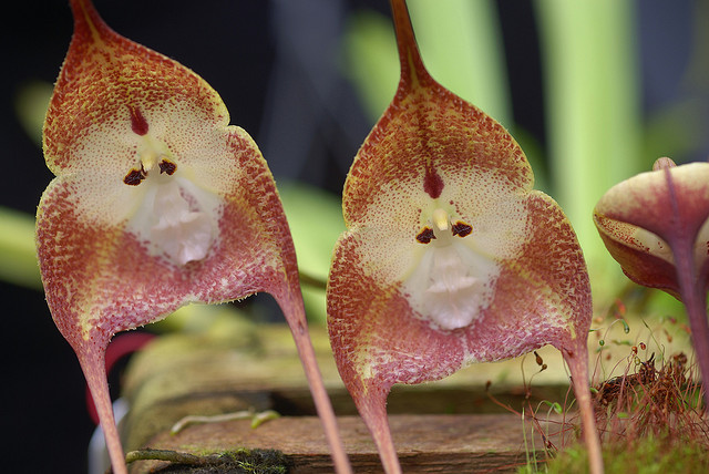 monkey orchid 2.jpg