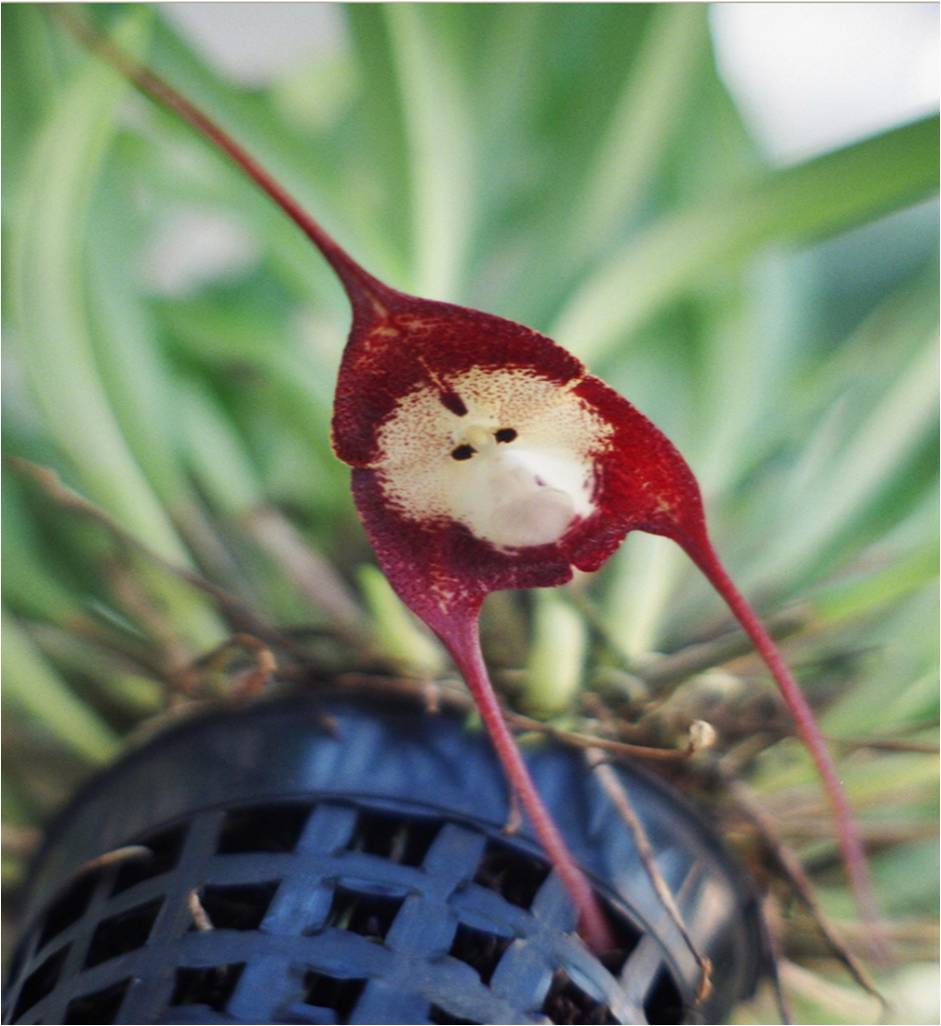 monkey orchid 4.jpg