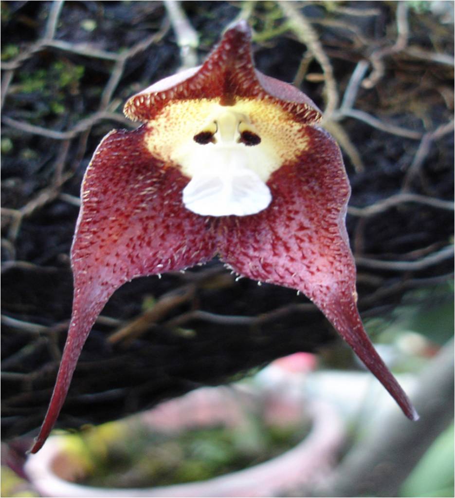 monkey orchid 6.jpg