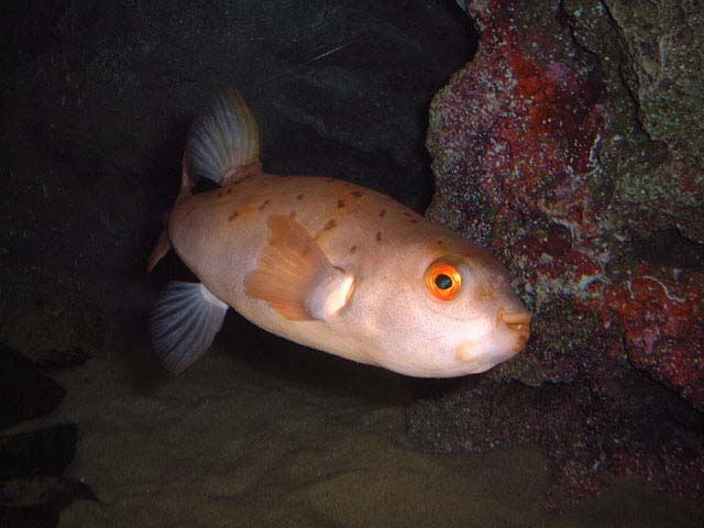 Takifugu chrysops2.jpg