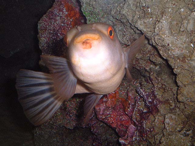 Takifugu chrysops.jpg