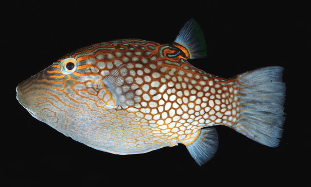 Takifugu coronoidus.jpg